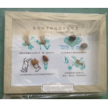 植物种子传播方式标本
