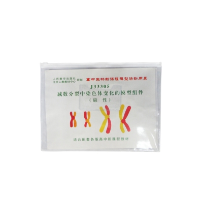 减数分裂中染色体变化模型组件